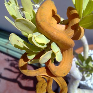 Mara 4ª muda (6).jpg