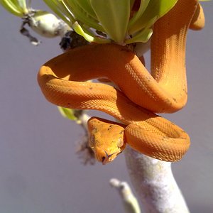 Mara 4ª muda (7).jpg