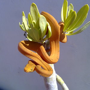 Mara 4ª muda (4).jpg