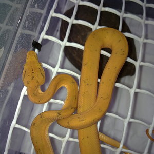 Mara 4ª muda (14).jpg