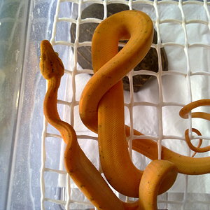 Mara 4ª muda (9).jpg