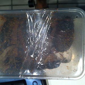 Foto 08-05-12 13 10 14.jpg