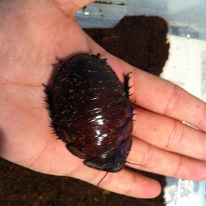 Foto 08-05-12 13 17 01.jpg