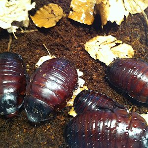 Foto 08-05-12 13 28 35.jpg