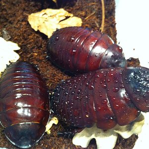 Foto 08-05-12 13 28 51.jpg