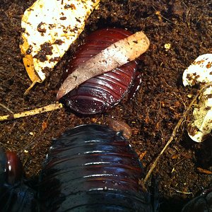 Foto 08-05-12 13 34 31.jpg