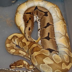 enchi butter x spider.jpg