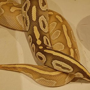 hypo mojave x hypo butter.jpg