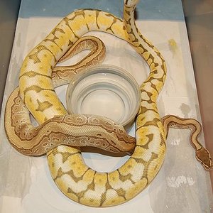 kingpin x killer bee.jpg