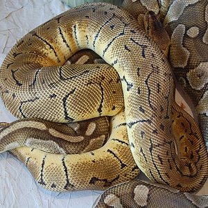 lemon blast x butter.jpg