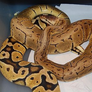 lemon blast x pastel.jpg