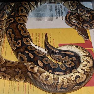 pewter x cinnamon 1.jpg