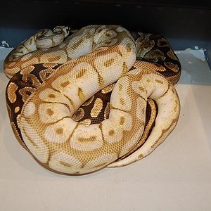 queen bee x fire.jpg