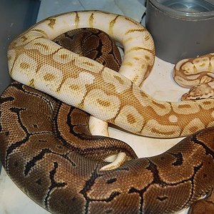 queen bee x pinstripe.jpg