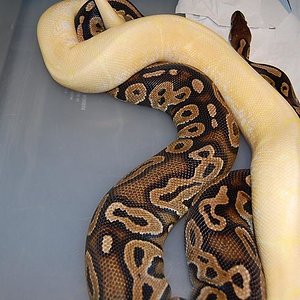 spider albino x cinnamon 2.jpg
