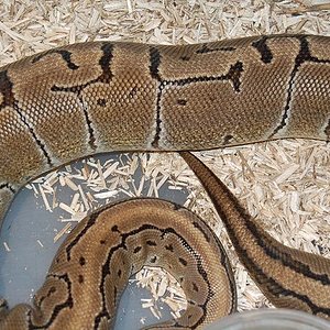 ovulacion pinstripe.jpg