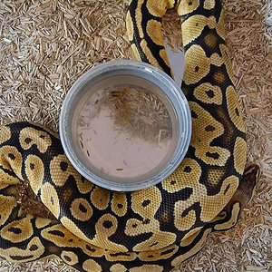 ovulacion pastel 4 ..jpg