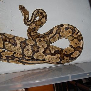 ovulacion pastel 1 (8).jpg