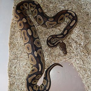 ovulacion cinnamon 2 ,dia 29-5-2012 (12).jpg