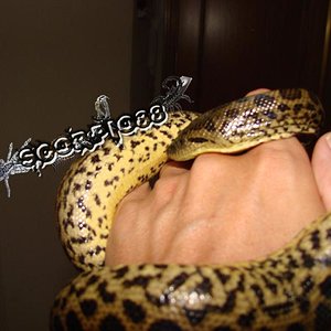 Anaconda (1) copia.jpg