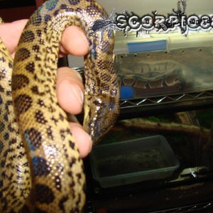 Anaconda (5) copia.jpg