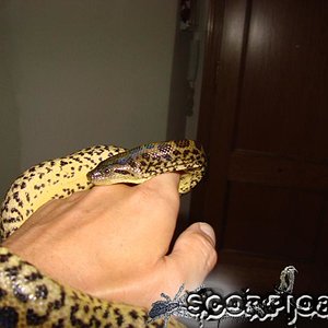 Anaconda (10) copia.jpg