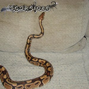 Regius (1) copia.jpg