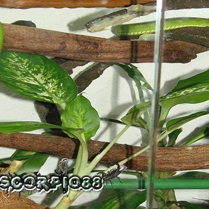 Trimeresurus albolabris (1) copia.jpg