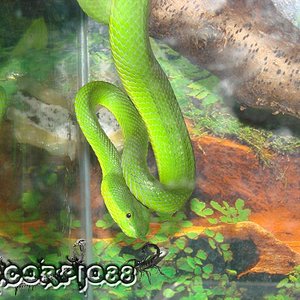 Trimeresurus albolabris (6) copia.jpg