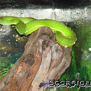 Trimeresurus albolabris (9) copia.jpg