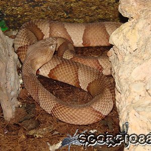 Agkistrodon contortrix.jpg