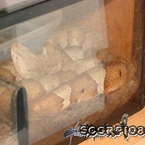 Agkistrodon contortrix (7) copia.jpg