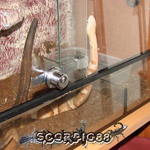 Agkistrodon contortrix (6) copia.jpg