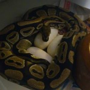 puesta nominal x lesserbee 2-06-2012.jpg