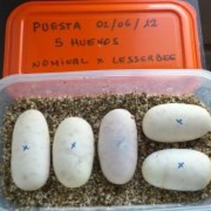 puesta nominal x lesserbee 2-06-2012 .2.jpg