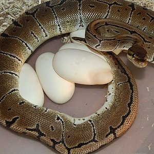 1ª puesta 8-6-12 de queen bee x pinstripe , 5 huevos fertiles.jpg