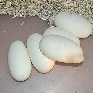 1ª puesta 8-6-12 de queen bee x pinstripe , 5 huevos fertiles (5).jpg