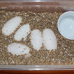 1ª puesta 8-6-12 de queen bee x pinstripe , 5 huevos fertiles (8).jpg