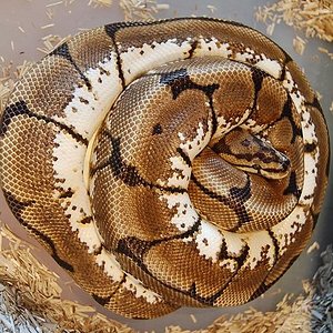 spider 9-6-12 - 5 huevos (2).jpg