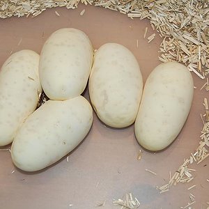 spider 9-6-12 - 5 huevos (4).jpg