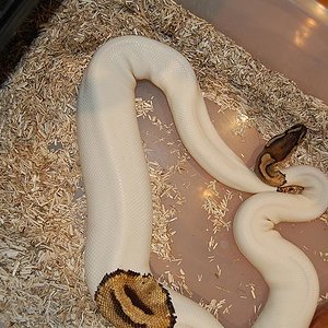 ovulacion 11-6-12 (3).jpg