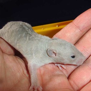 rat1.jpg