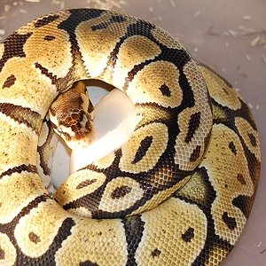 Puesta Pastel 4 . 26-6-2012 (2).jpg