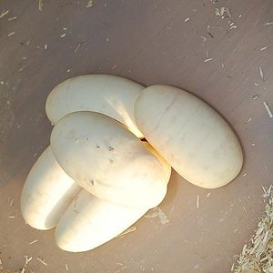 Puesta Pastel 4 . 26-6-2012 (4).jpg