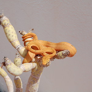 Mara 5ª muda (15).JPG