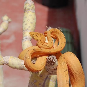 Mara 5ª muda (18).JPG