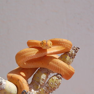 Mara 5ª muda (2).JPG