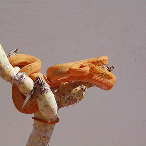 Mara 5ª muda (9).JPG