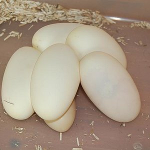 puesta pastel 1..jpg