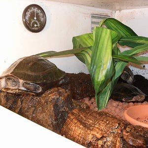 Melanochelys y Cyclemys.jpg